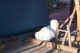 Thumbs/tn_100_2923.jpg